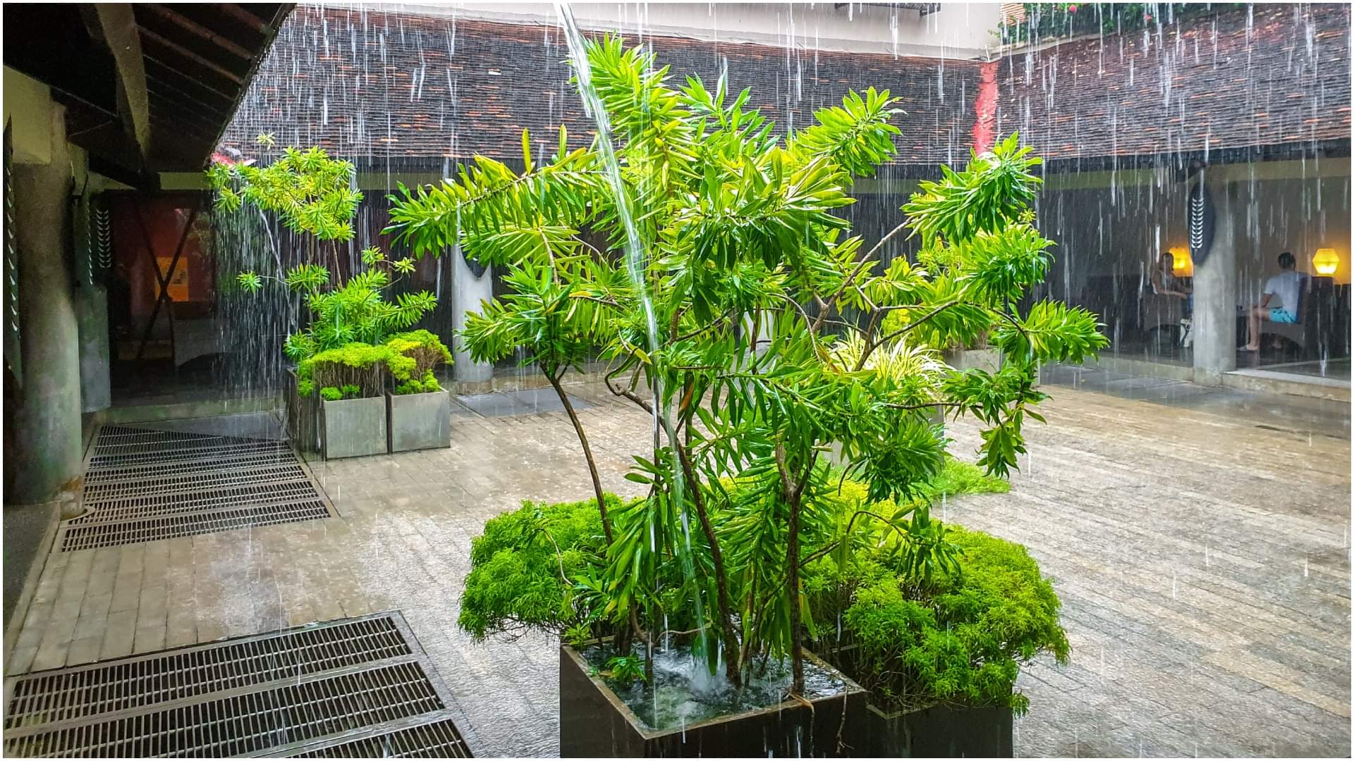 Monsoon Gardening Tips Top 5 Rainy Season Flowers Portulaca, Marigold And Ixora Plants