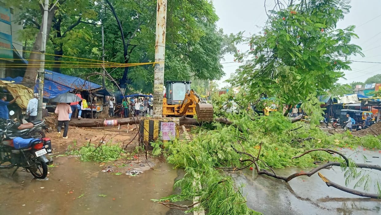 It has been raining since morning, a tree fell on Shahdol Umaria road, the road was blocked for hours.