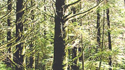 People living on forest land in the himachal will get leases, they will not have the right to sell it