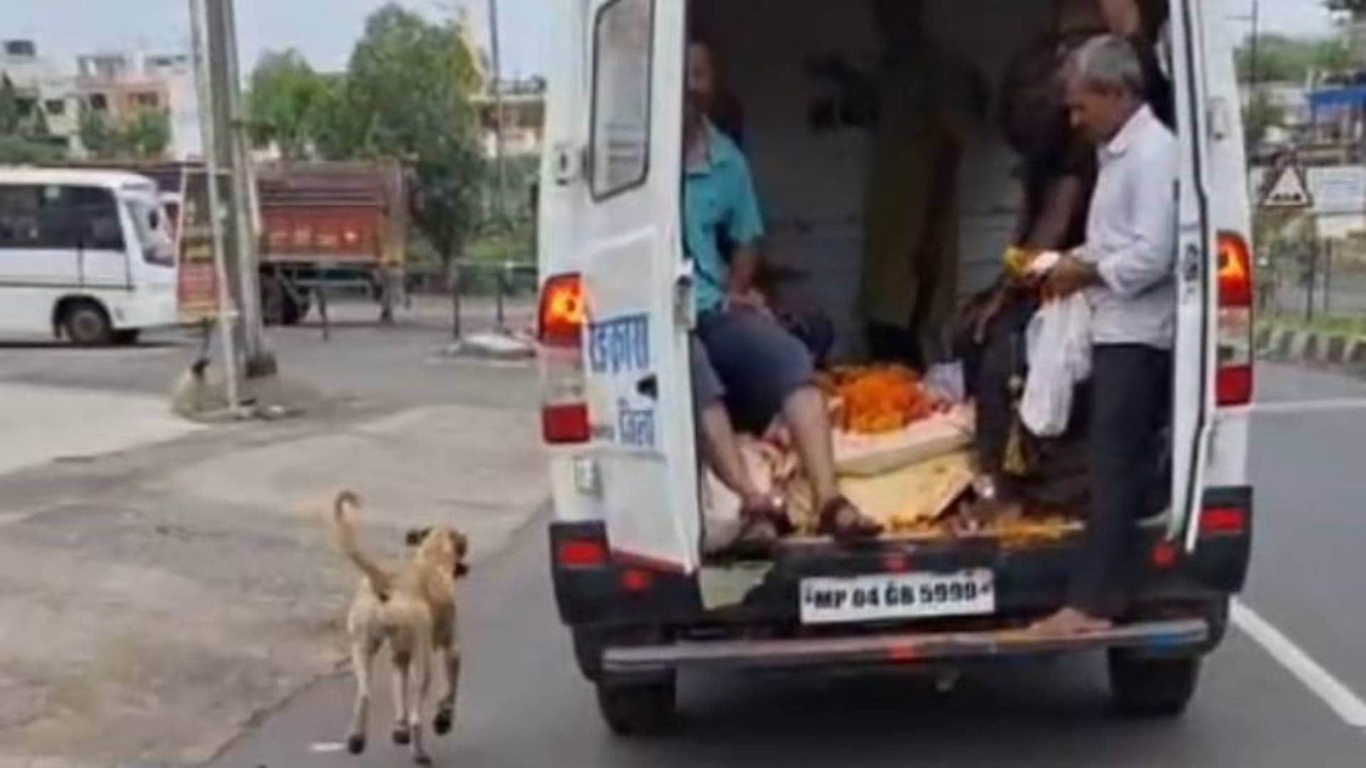 शव वाहन के पीछे दौड़ता कुत्ता