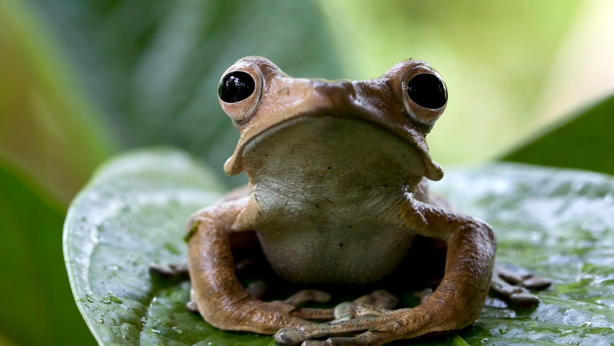 Ajab Gajab new horned frog species found in arunachal pradesh india news in hindi