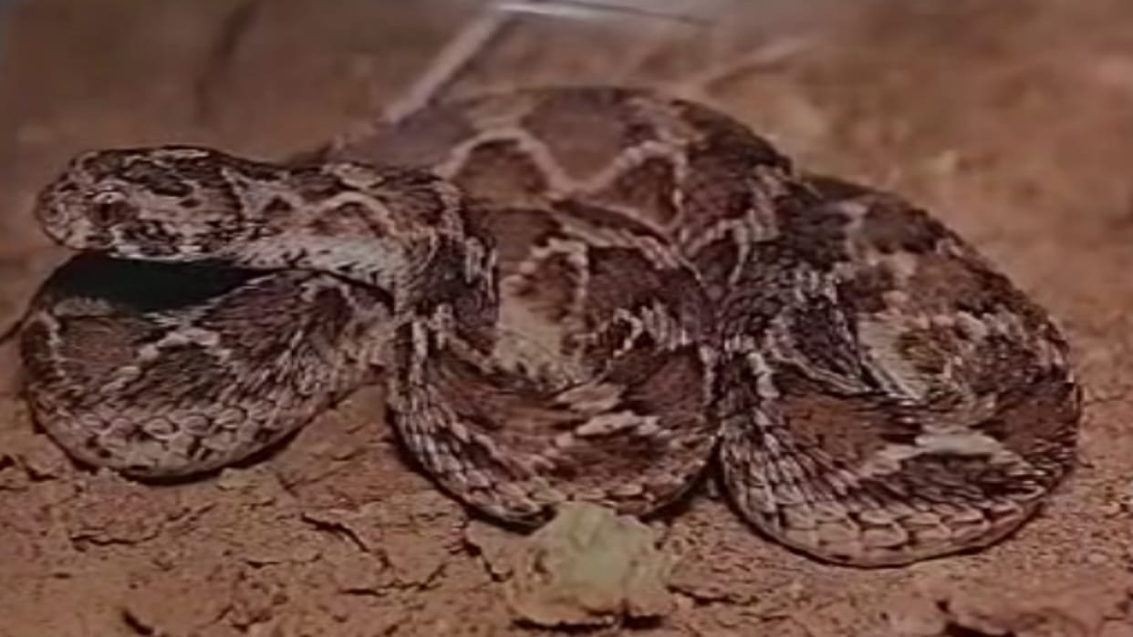 teenager and charmer the snake bit in varanasi one died other is critical condition