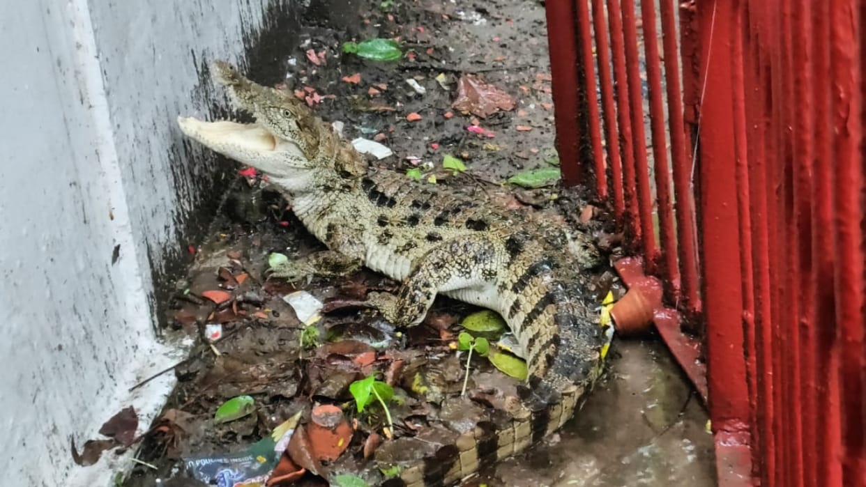 A crocodile attacked on a 12 years old girl in Bahraich.