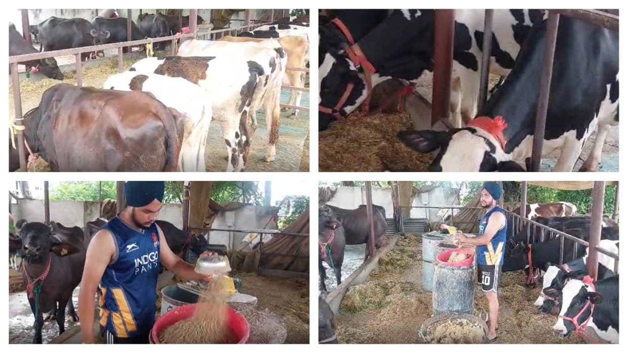 Harbhajan Singh of Una selling milk of 20 cows and 6 buffaloes and earning good income
