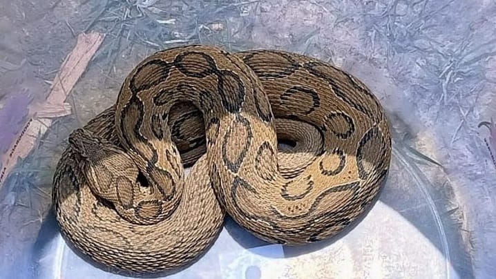 poisonous snake was found in school, Russell Viper is most poisonous snake in Asia, forest department rescued