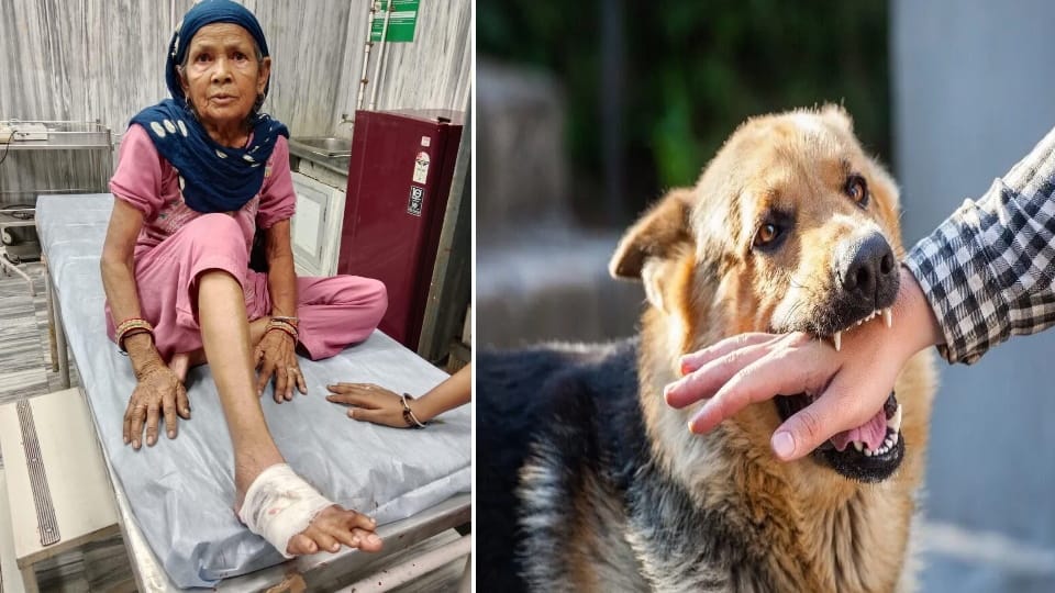dog bite cases in Abohar stray dogs seven people in a single day