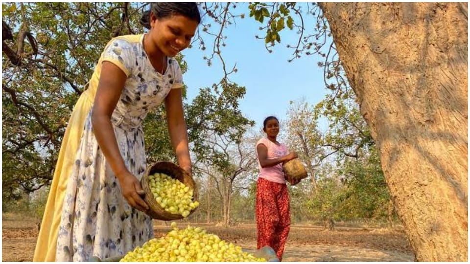 Mahua fruit and flowers are beneficial villagers earn money by selling it and use oil in Katni
