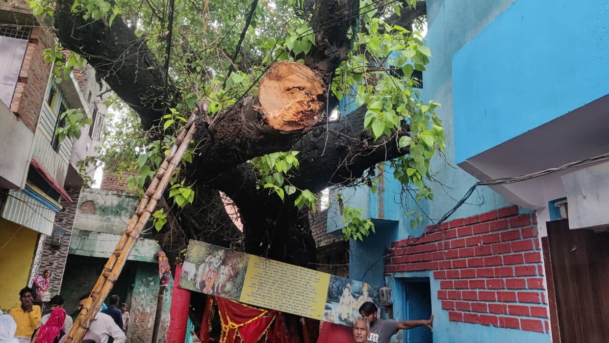 Peepal branch was cut with the consent of the people of both the communities in Bareilly