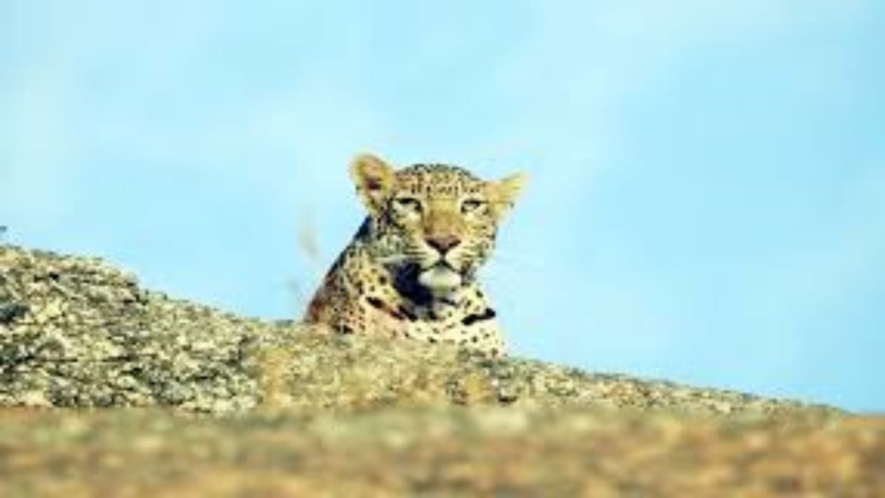 Jodhpur News: Leopard found dead in Machiya Safari, died of hunger even after hunting 60 animals