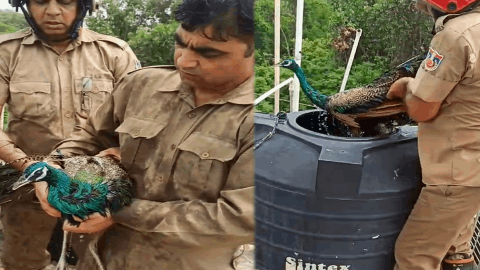 Delhi fire brigade rescues a peacock trapped in a water tank