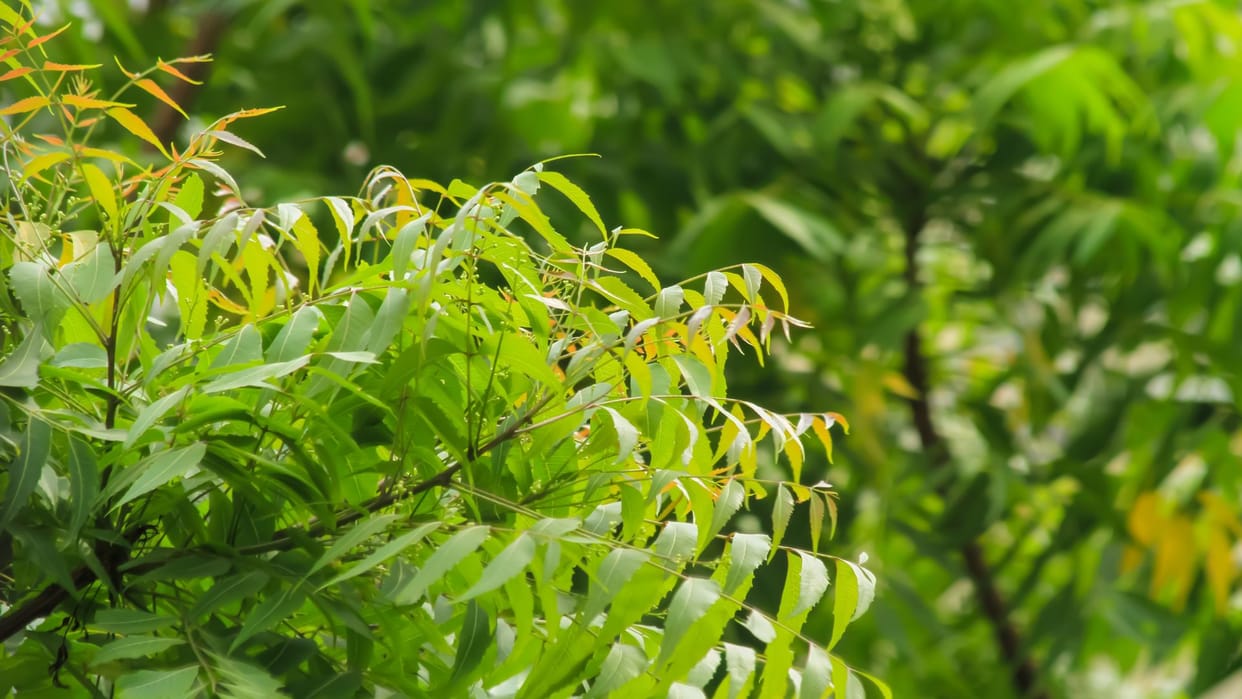 Dispute over neem tree in Kannauj, decision came after 32 years, accused got two years sentence