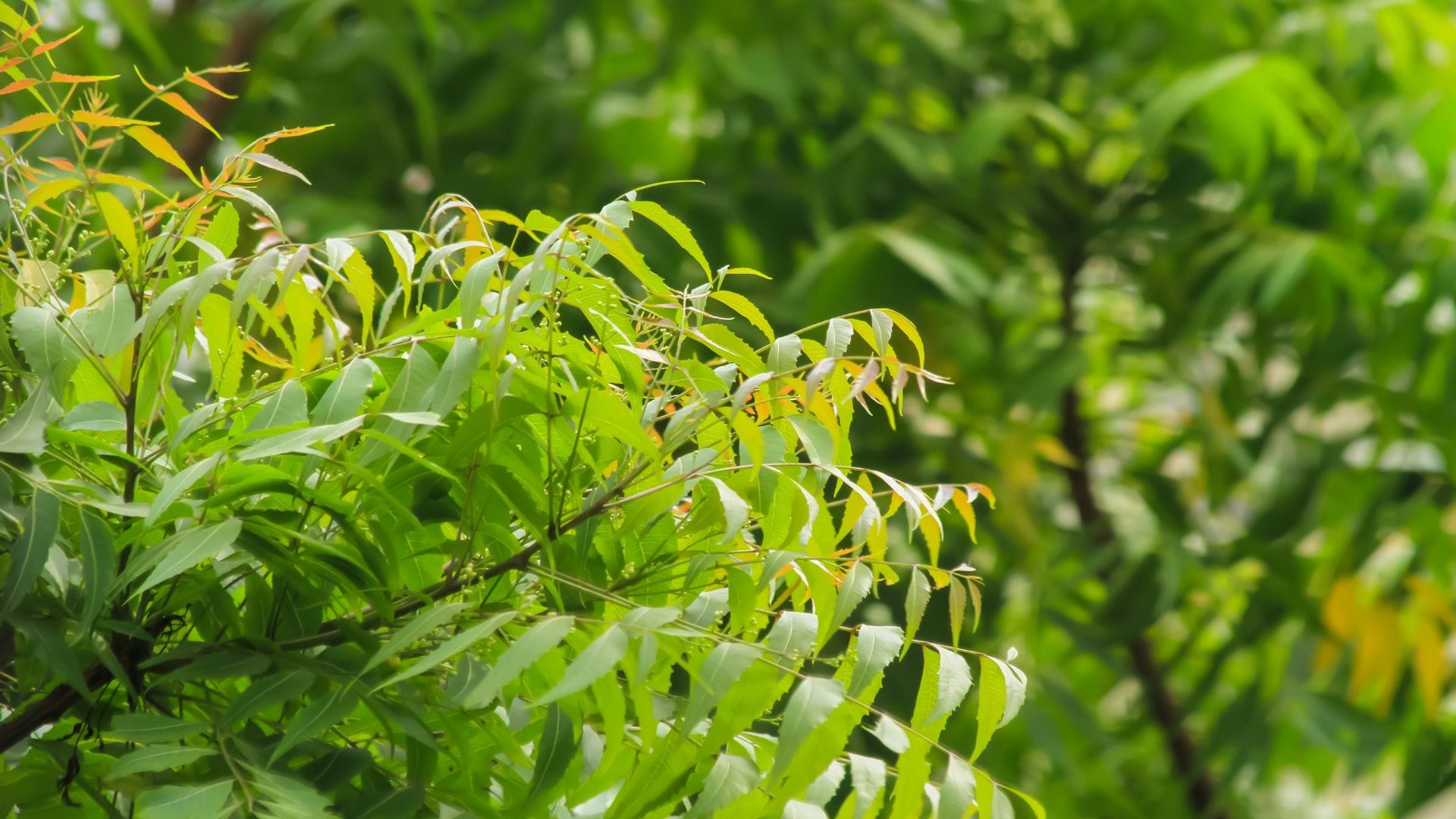 astrological benefit of neem tree plant at home in hindi