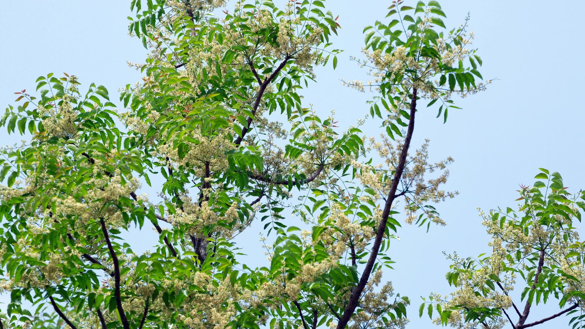 astrological benefit of neem tree plant at home in hindi