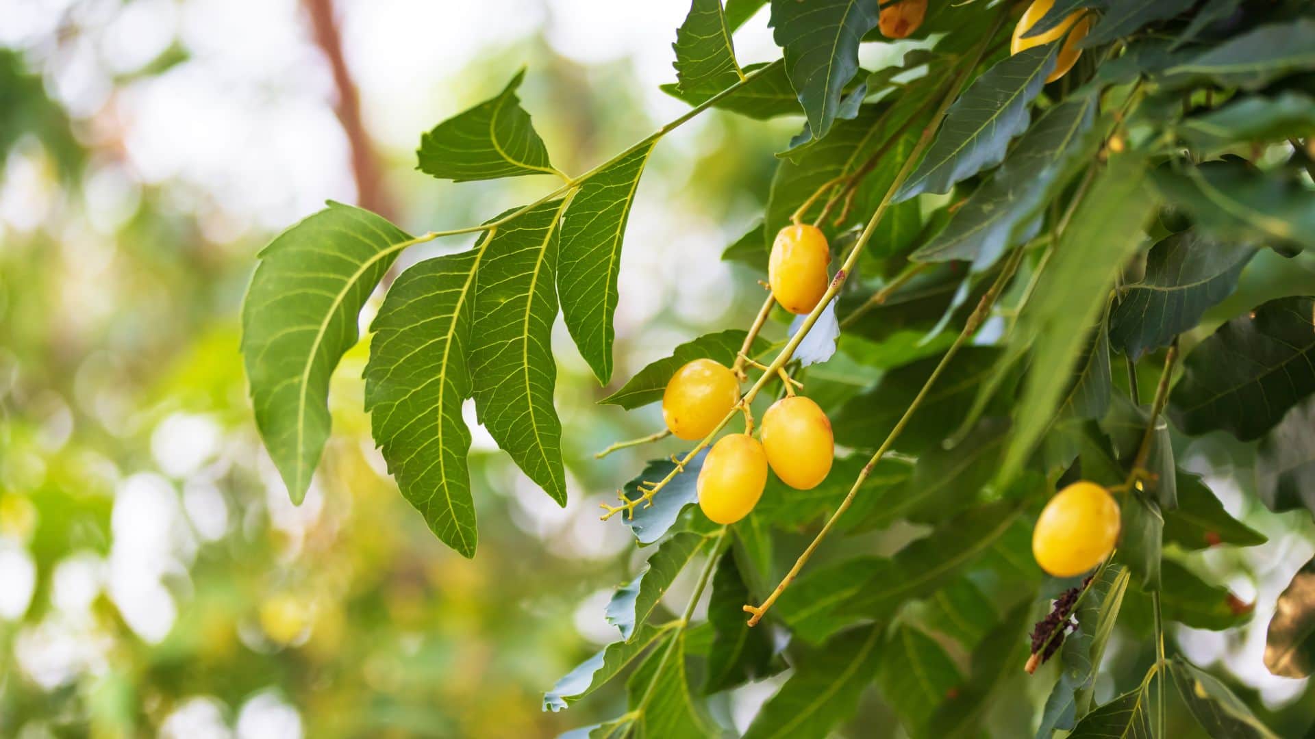 नीम का पत्ता