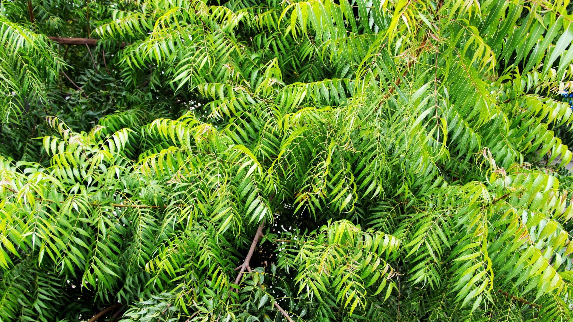astrological benefit of neem tree plant at home in hindi
