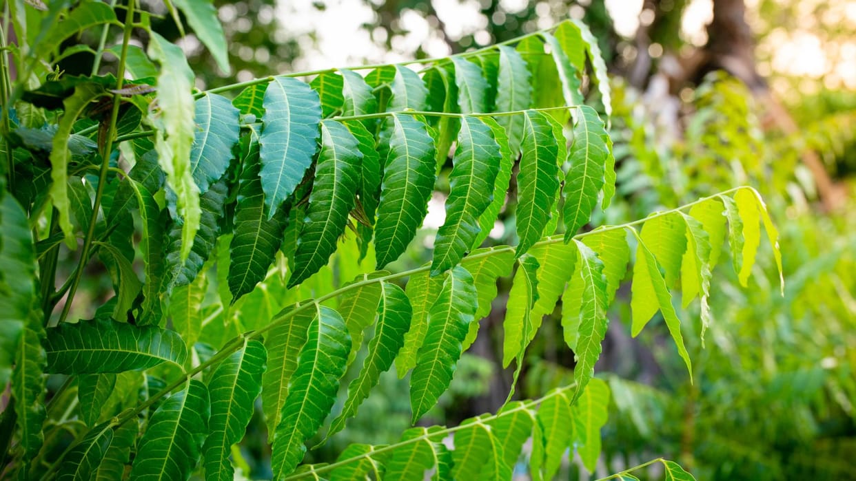 Ashadha Amavasya 2025 plant neem and peepal tree to remove rahu shani dosh