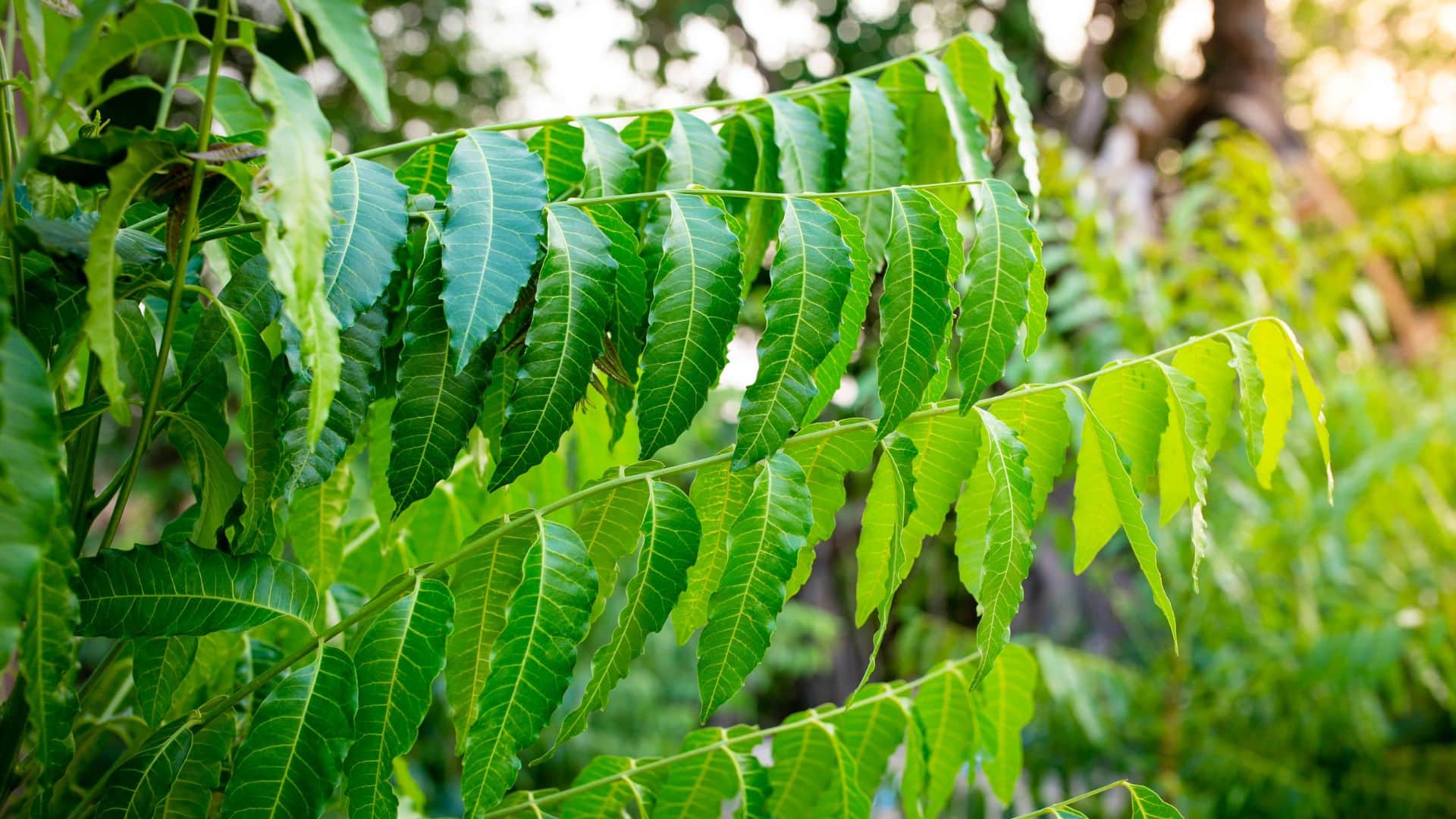Saturday Remedies Powerful Uttara Bhadrapada Nakshatra on Year’s Last Saturday, Do These Remedies for GoodLuck