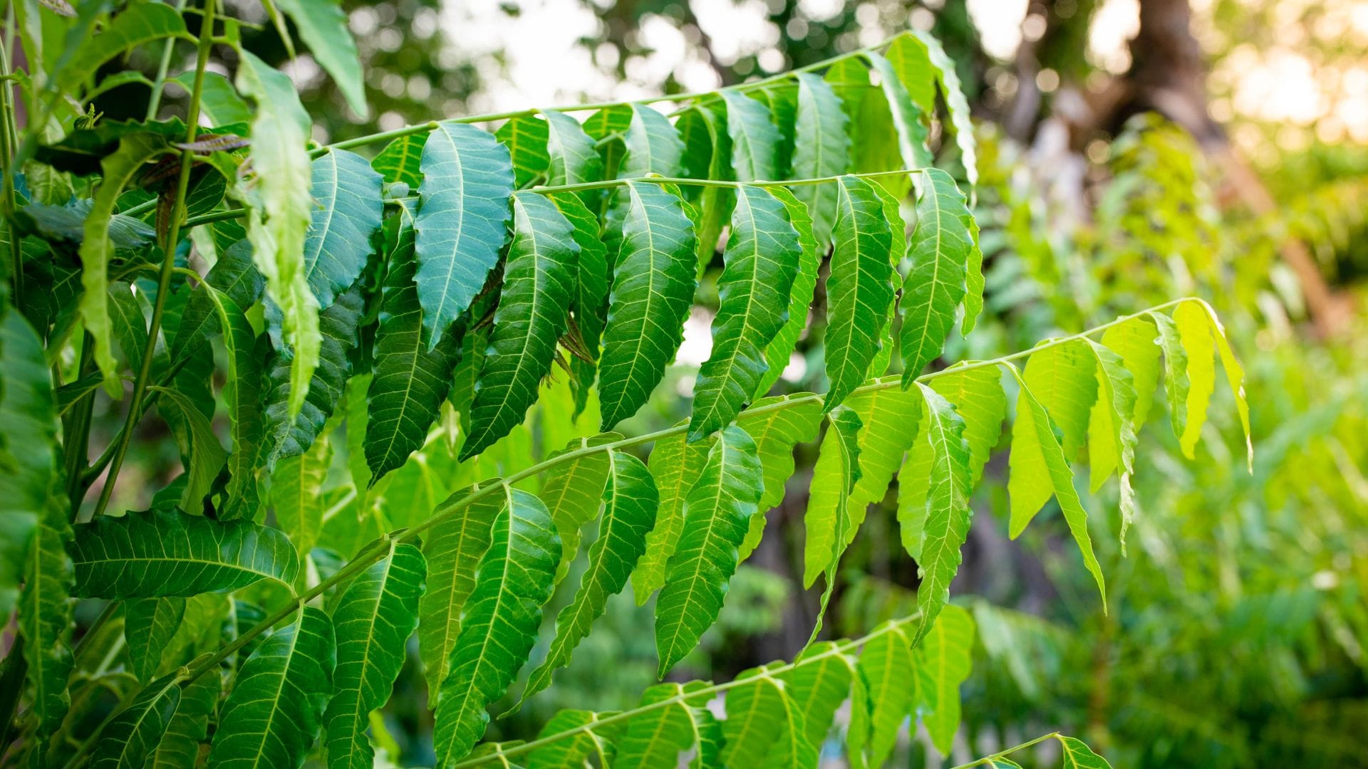 How to get rid of Mosquito Bites Follow these 4 effective tips for Day and Night Protection