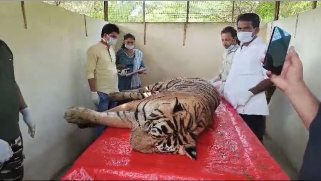 Sawai Madhopur: Tiger T 58 died suddenly due to heart attack, medical board sent viscera for investigation