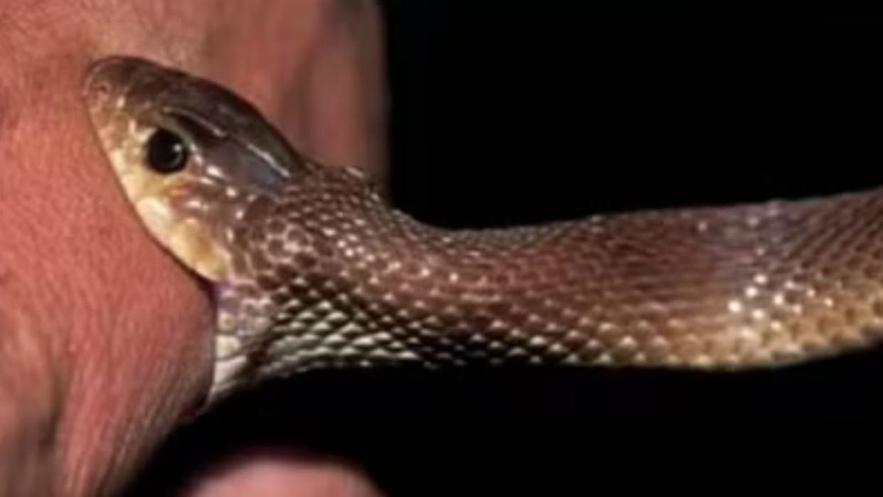 A person sleeping on the bed in Marhol village of Ghumarwin was bitten by a snake died