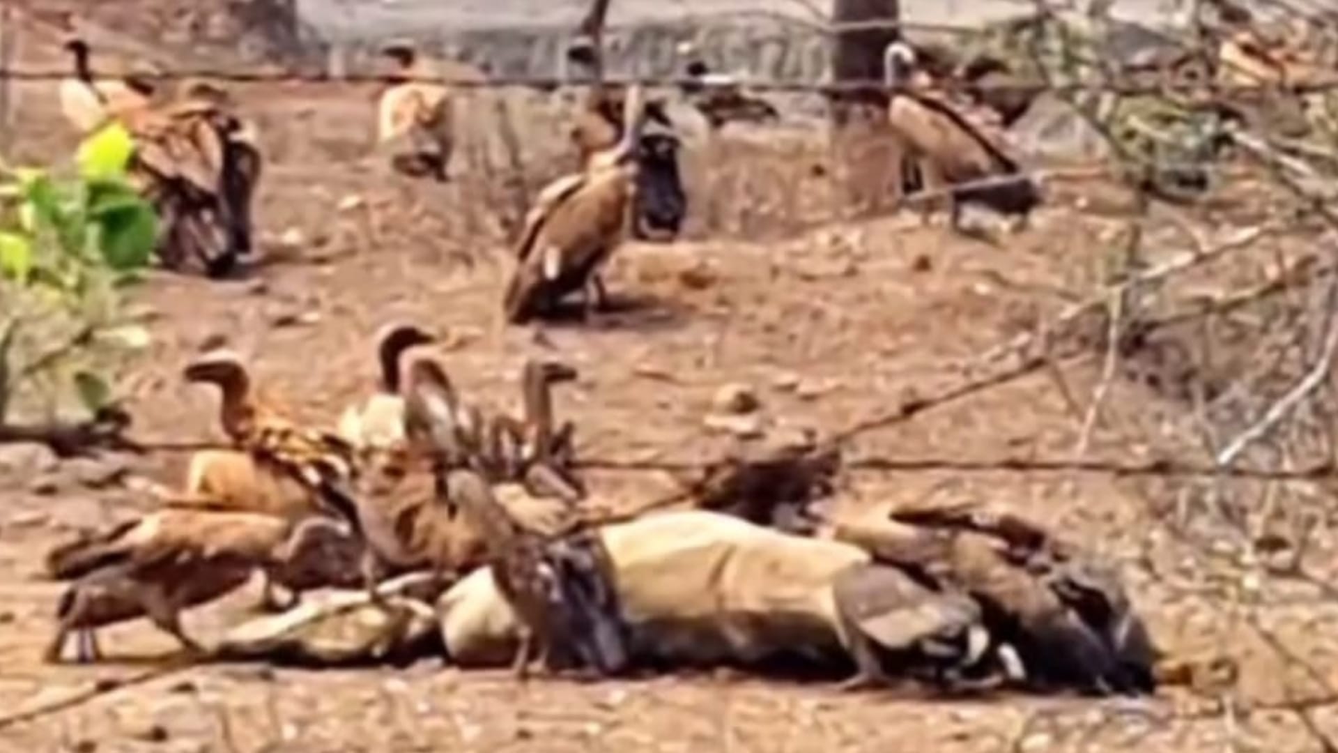 रानी दुर्गावती टाइगर रिजर्व में गिद्धों का संरक्षण।