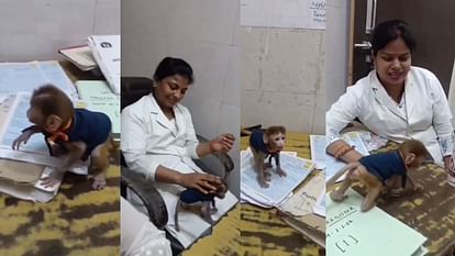 Bahraich: Six satff nurse suspended for making videos with monkey.