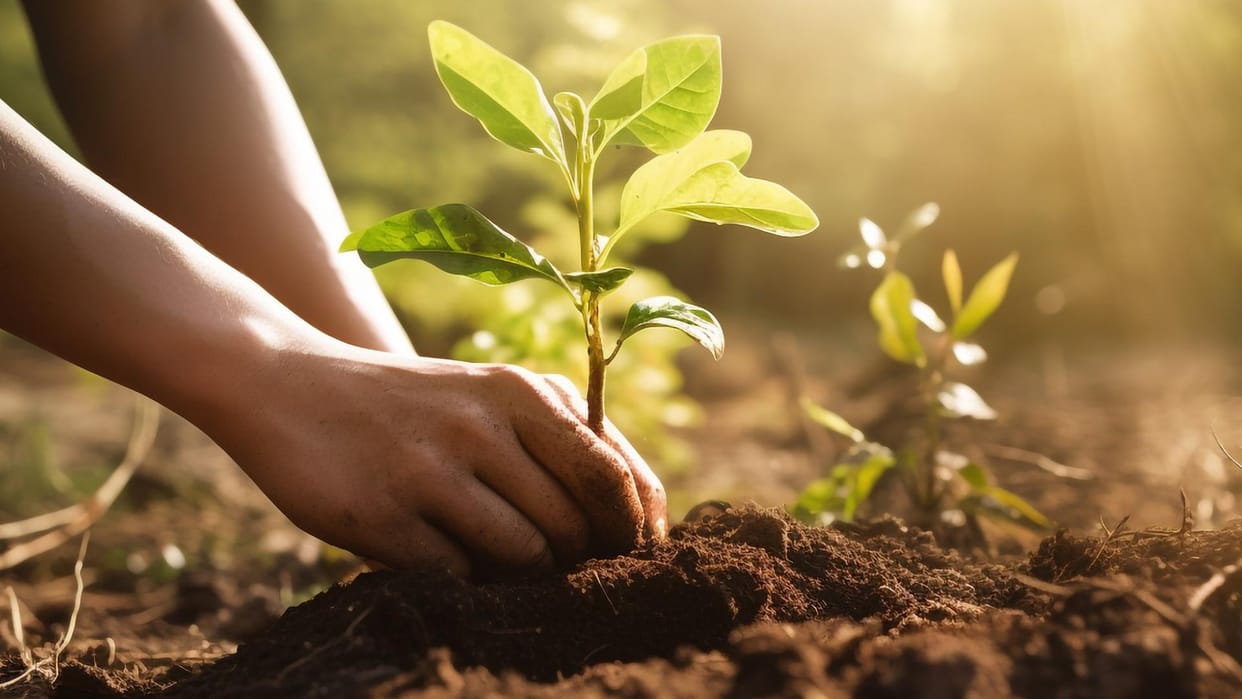 Plantation campaign name mother World Environment Day schools  the state at least 70 plants planted  school