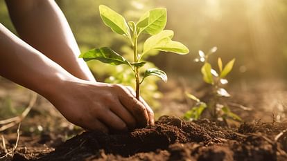 Indore News: Students Will Join The Campaign Of Planting 51 Lakh Trees In  Indore - Amar Ujala Hindi News Live - Indore News:इंदौर में 51 लाख पौधारोपण  के महाअभियान के साथ जुड़ेंगे