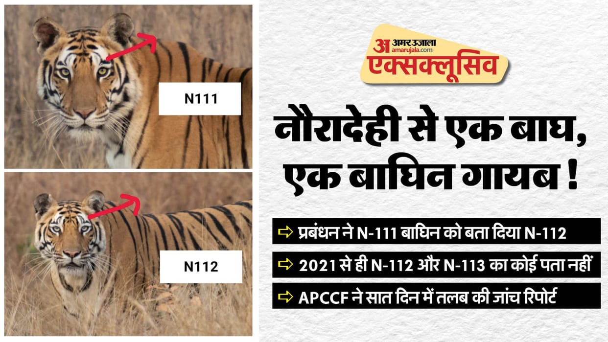 MP News Two Tigress Missing from Nauradehi Durgavati Tiger Reserve Investigation Under process news in Hindi