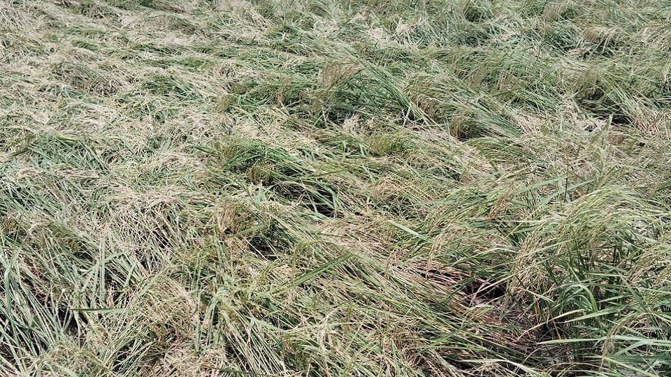 Heavy damage due to rain water in Khatima