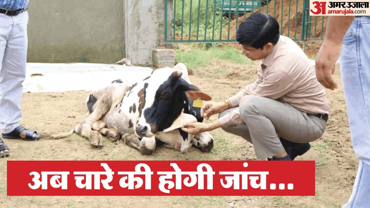 Secretary and Livestock Extension Officer suspended after Six bovine animals died in Sambhal