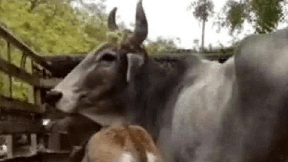 Last rites of Gau Mata in Rabupura Noida