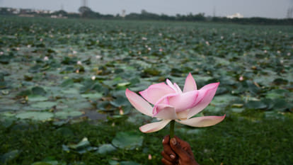 The lotus of Gorakshanagari is being offered to Shri Ram in Ayodhya and Bhole Baba in Kashi