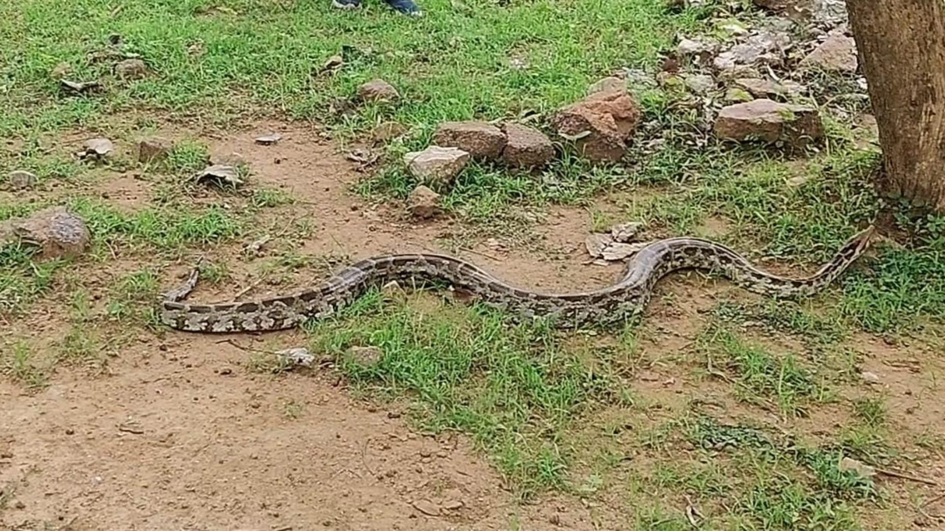 अजगर