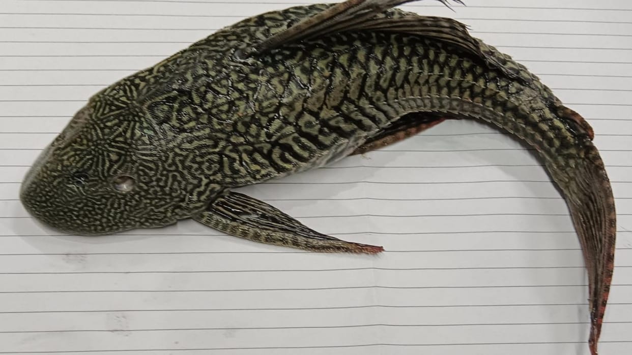 Suckermouth catfish of the Amazon River found in the Sikarahana River
