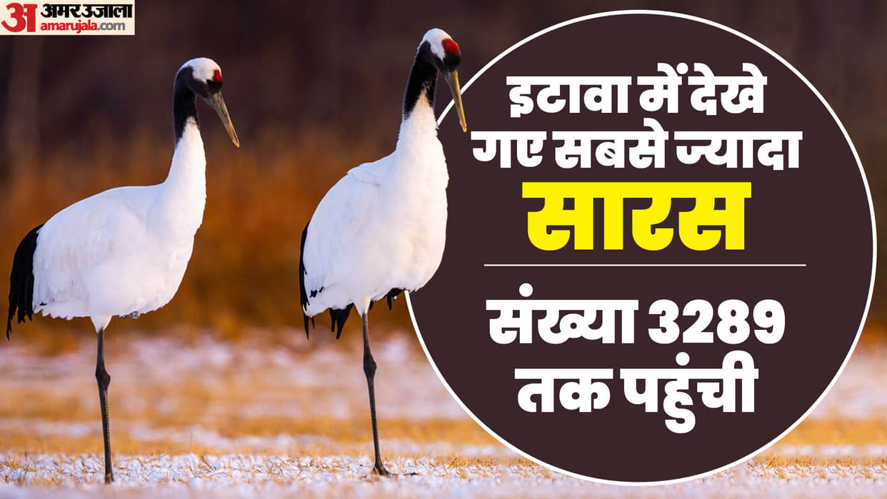 UP: Sarus cranes liked UP number is close to 20000 record in Etawah and 78 state birds were seen in Ayodhya