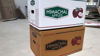 Himachal News Demand for apple cartons increased by 50 lakhs in cardboard industries