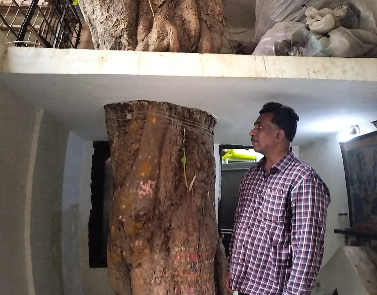 Indore: Old Peepal lives in a four-storey bungalow in Indore, map of the house changed for the tree.
