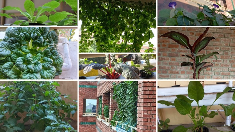 Hydroponic gardening will now produce electricity along with crops