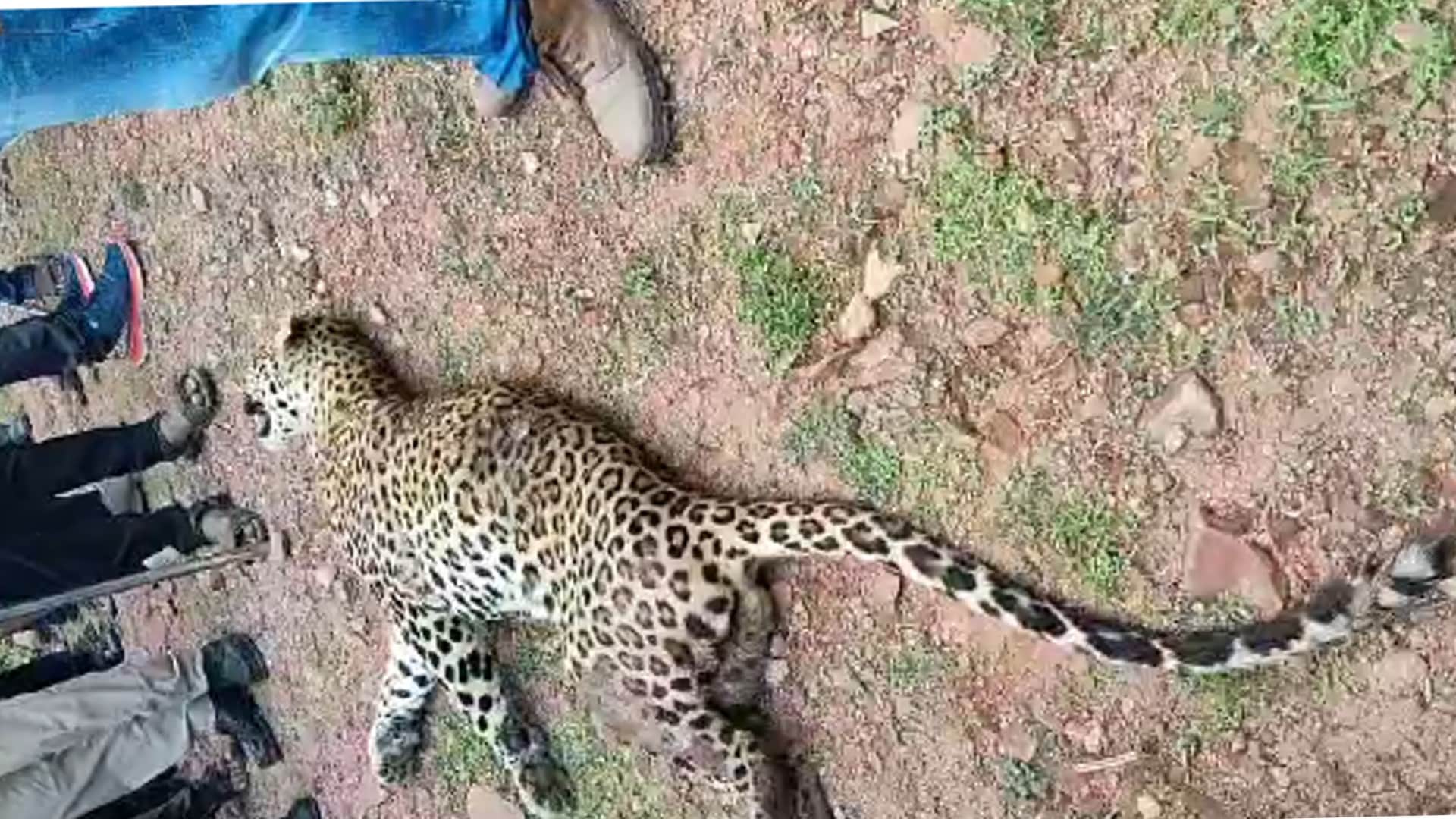 घायल लेपर्ड की मौत।