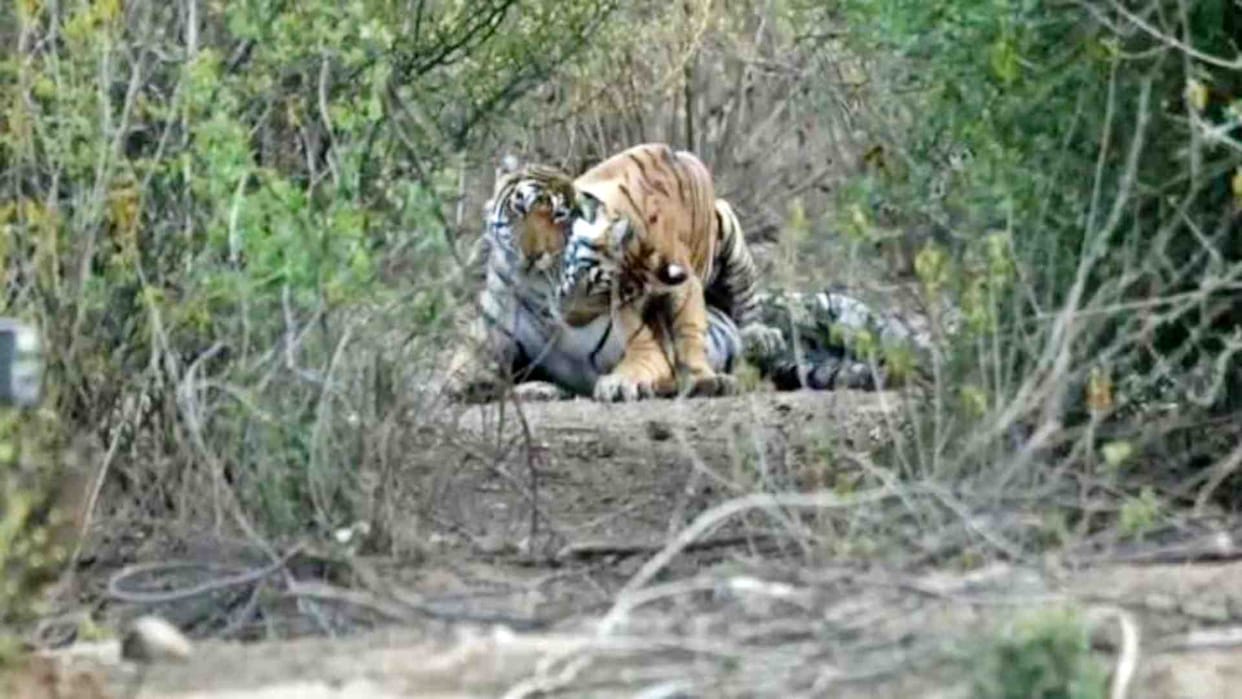 Alwar News: Safari is closed in Sariska National Park but tigers are still visible
