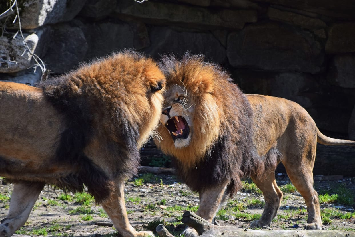 The lion tore apart and ate the owner who raised him the neighbor came to save his life but lost his life