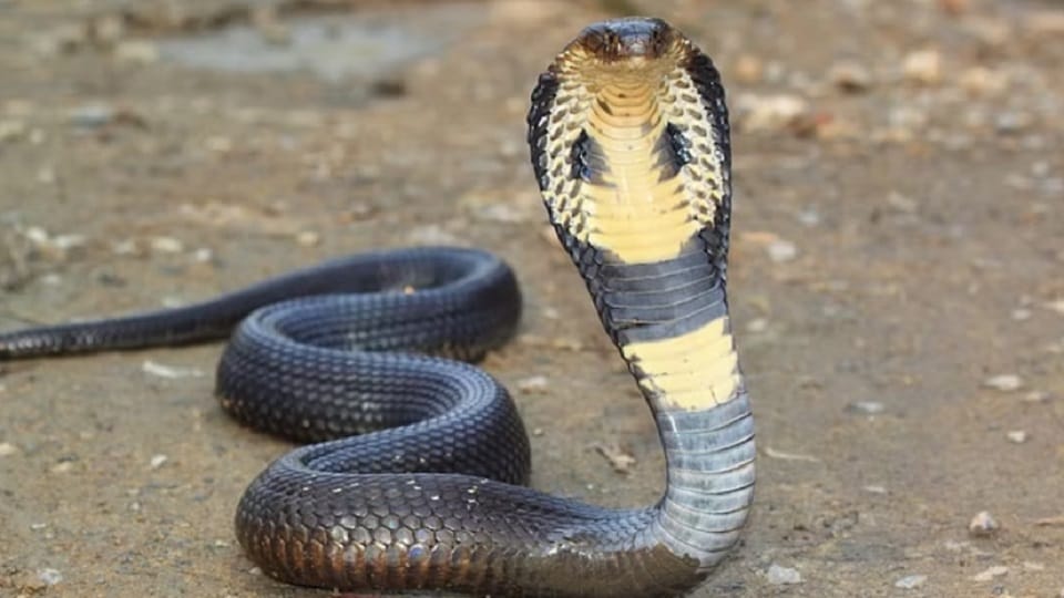 Roorkee: Raid on illegal snake venom collection center; 86 snakes seized, including 70 cobras and 16 Russell's