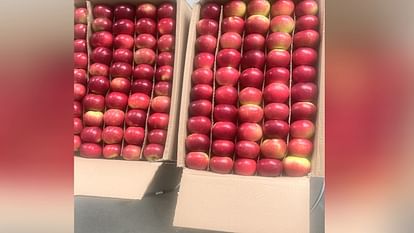 HP Apple Season: First consignment of Gala apples flopped, got priced at Rs 1750 only