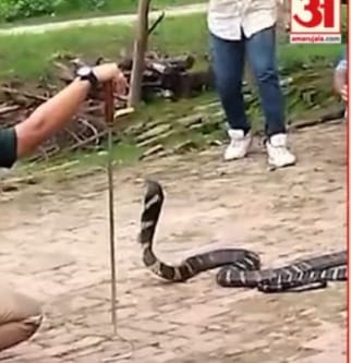 UP: People got shocked seeing a 12 feet long king cobra in the populated area