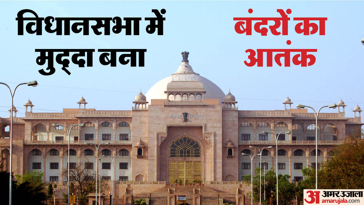 Rajasthan News: Congress MLA complained about monkeys, Speaker called it the problem of the entire state