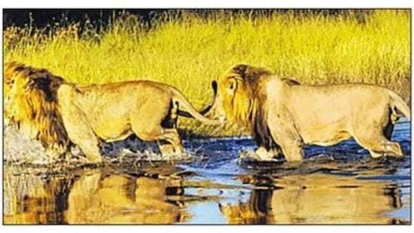 African Two lions made longest swim to meet her Love lioness