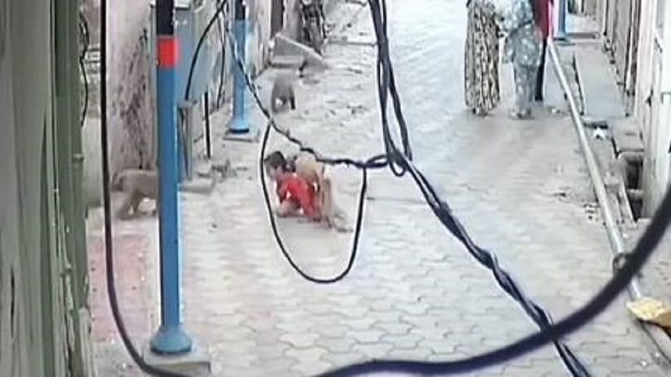 Monkeys attacked a five year old innocent child Video went viral
