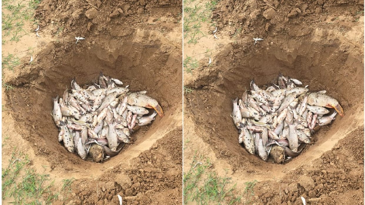 Thousands of fish died in water tank of village Matana in Fatehabad, drinking water supply stopped