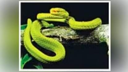 सालाजार पिट वाइपर सांप